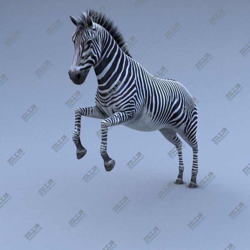 images/goods_img/202104093/Zebra RIGGED/2.jpg